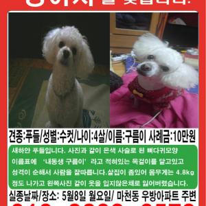 서울 마천동 남천초등학교 우방아파트근처에서 강아지를 잃어버렸습니다 ㅠ