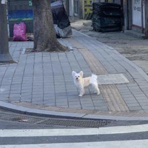 성남 믹스견 여아 강아지 찾습니다. 생리대 착용 중 상대원동 에서 잃어버렸습니다.