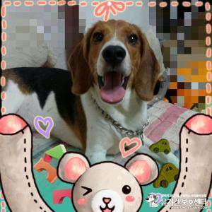 마산 비글찾습니다