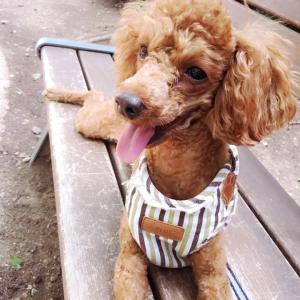 갈색푸들/여아/서울 강남일대/꽃진이를 찾습니다.