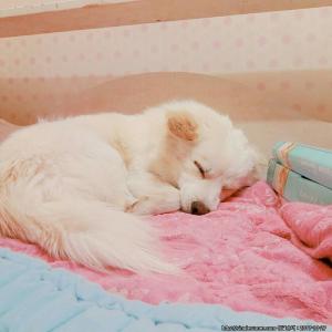 스피츠 찾으신 분 연락주세요 제발