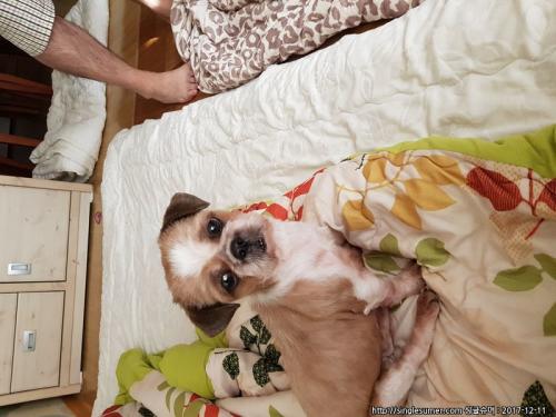 관교한신 시츄 여아