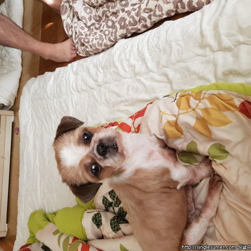 관교한신 시츄 여아