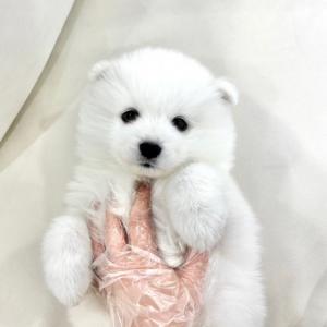 [60만원]사랑스런 우리 2개월사모예드 왕자님 분양해요