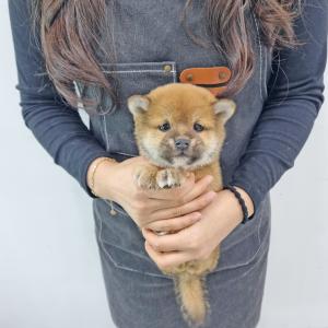 강아지분양 김포강아지분양 시바이누분양 짧은 다리와 뒷태가 매력적인 2개월령 시바이누 아가몽 분양합니당!