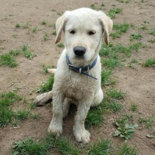 경기도 분당 불곡산 정상에서 래브라도 리트리버 남매를 발견했습니다.