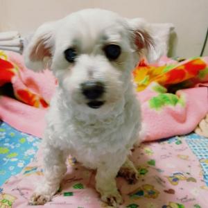 대구 수성구 상동에서 잃어버렸습니다.. 찾을 수 있게 도와주세요