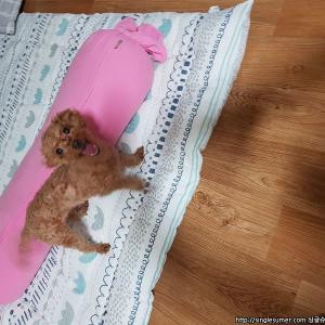 성남시 중앙동(중동)갈색토이푸들 베리를 찾아요