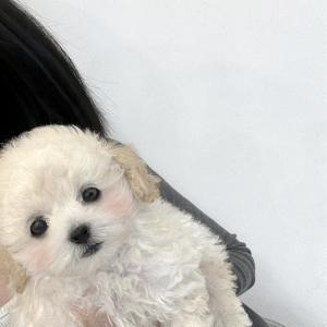 사진속 강아지 모두 15만원