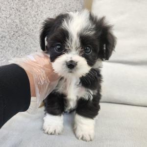 버니두들분양 2개월령 왕자님 모량 많고 가르마 잘빠졌어요~