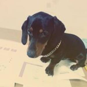 땡초를찾습니다(닥스훈트 수컷)