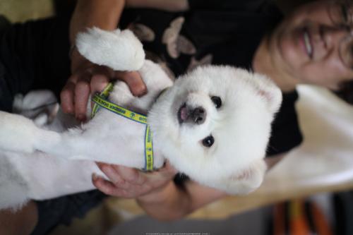 서울시 중랑구 면목7동 , 8월22일 포메라니언 발견 보호 중입니다.주인찾아요