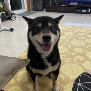 용인 까미를 찾아요 사례금드립니다