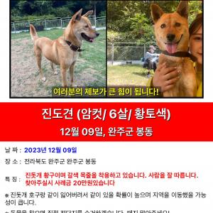 완주군 봉동에서 잃어버린 진돗개를 찾습니다