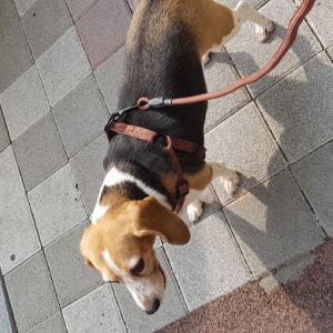 비글찾습니다 도와주세요