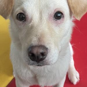 믹스견을 찾습니다