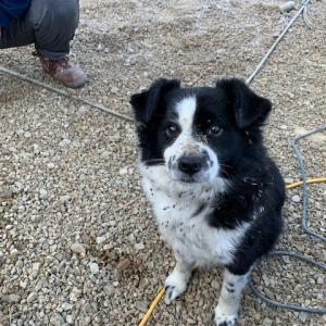 우리집 막내를 찾습니다