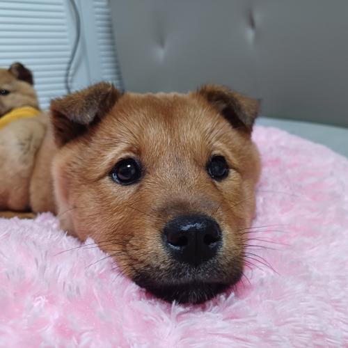 황구 진도견 여아 자매 입양 하실분 있으실까요?