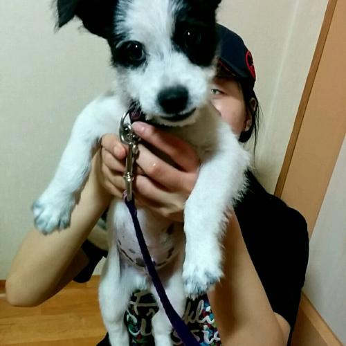 믹스견.남아.생후1~2개월