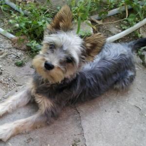 (유기견.강아지 찾아요) 성북동 , 혜화 부근 깜보 찾아요