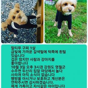 강원도영월/말티푸실종/ 10월3일