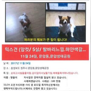 자식같은소중한우리강아지를 찾습니다.도와주세요~!!!