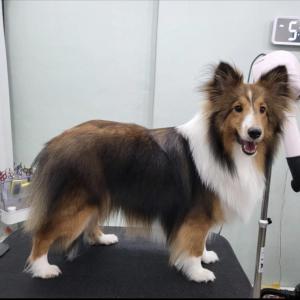 셔틀랜드쉽독 시월이