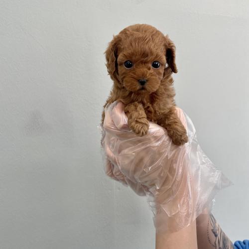 토이푸들이 아니라는 이유로 분양이 늦어지고 있는 미니어쳐푸들 남아 분양해요