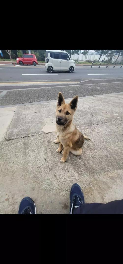 강아지 주인찾습니다.