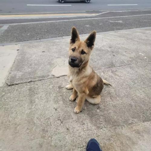 강아지 주인찾습니다.