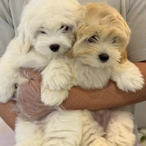 꼬똥드툴레아분양 순수 혈통 꼬똥분양