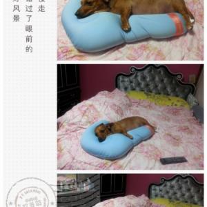 록키를 찾아주세요