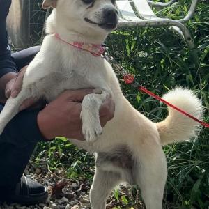 삼남면 교동리 믹스견 보신분 연락 부탁드립니다