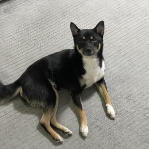 둔촌동 성내동 검정 시바견 찾아요