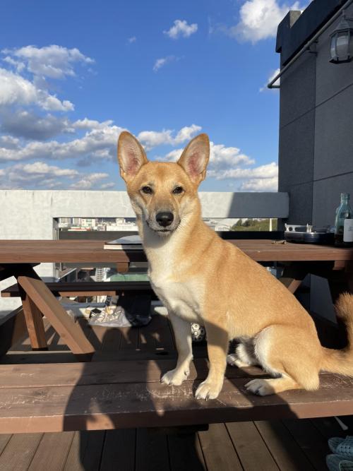 시바믹스 3살 수컷 무료 분양합니다