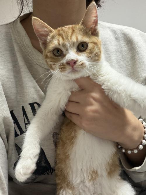 초개냥이 치즈고양이 가족을 찾아요