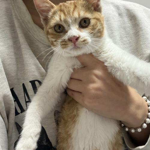 초개냥이 치즈고양이 가족을 찾아요