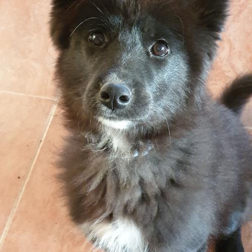 흑진도 6개월 아가 책임분양, 평생가족 찾습니다