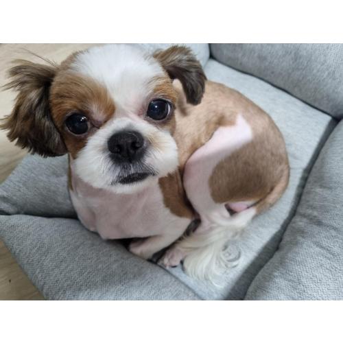 우리 해피를 찾습니다