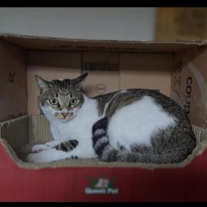 고양이를 찾습니다