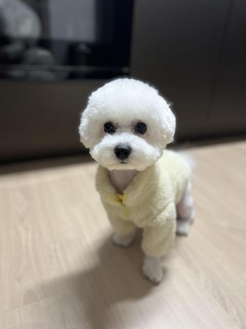 22년4월19일생 비숑 공주의 새로운 가족이 되어주세요