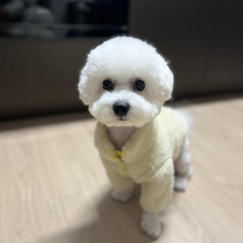 22년4월19일생 비숑 공주의 새로운 가족이 되어주세요