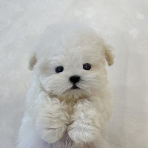 손바닥만한 미니비숑 공주님!!