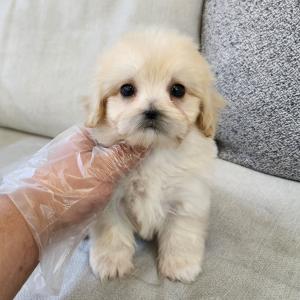 골든두들분양 2개월령 공주님 모색 진짜 미쳤어요