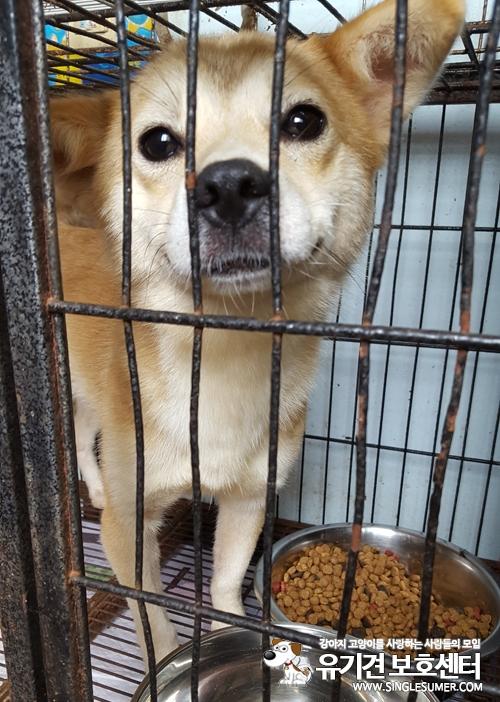 천안유기동물보호소에 있는 눈이 이쁜 '똘망이' 입양보내요~