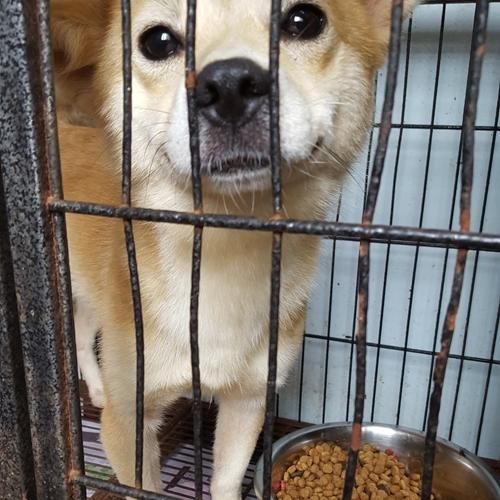 천안유기동물보호소에 있는 눈이 이쁜 '똘망이' 입양보내요~