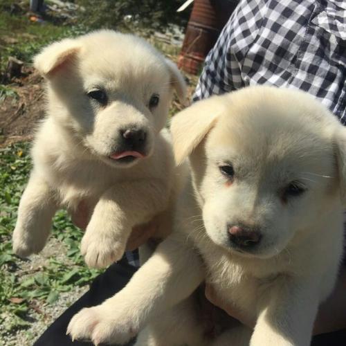 어여쁜 시골 믹스견 무료 입양보냅니다