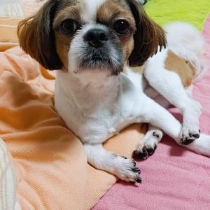 시츄믹스견 찾습니다