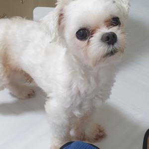 중동로14번길에서 사라진 말티즈 찾아요..ㅜ