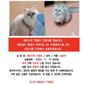 통영에서 사라진 회색 페르시안 친칠라 고양이를 찾습니다.